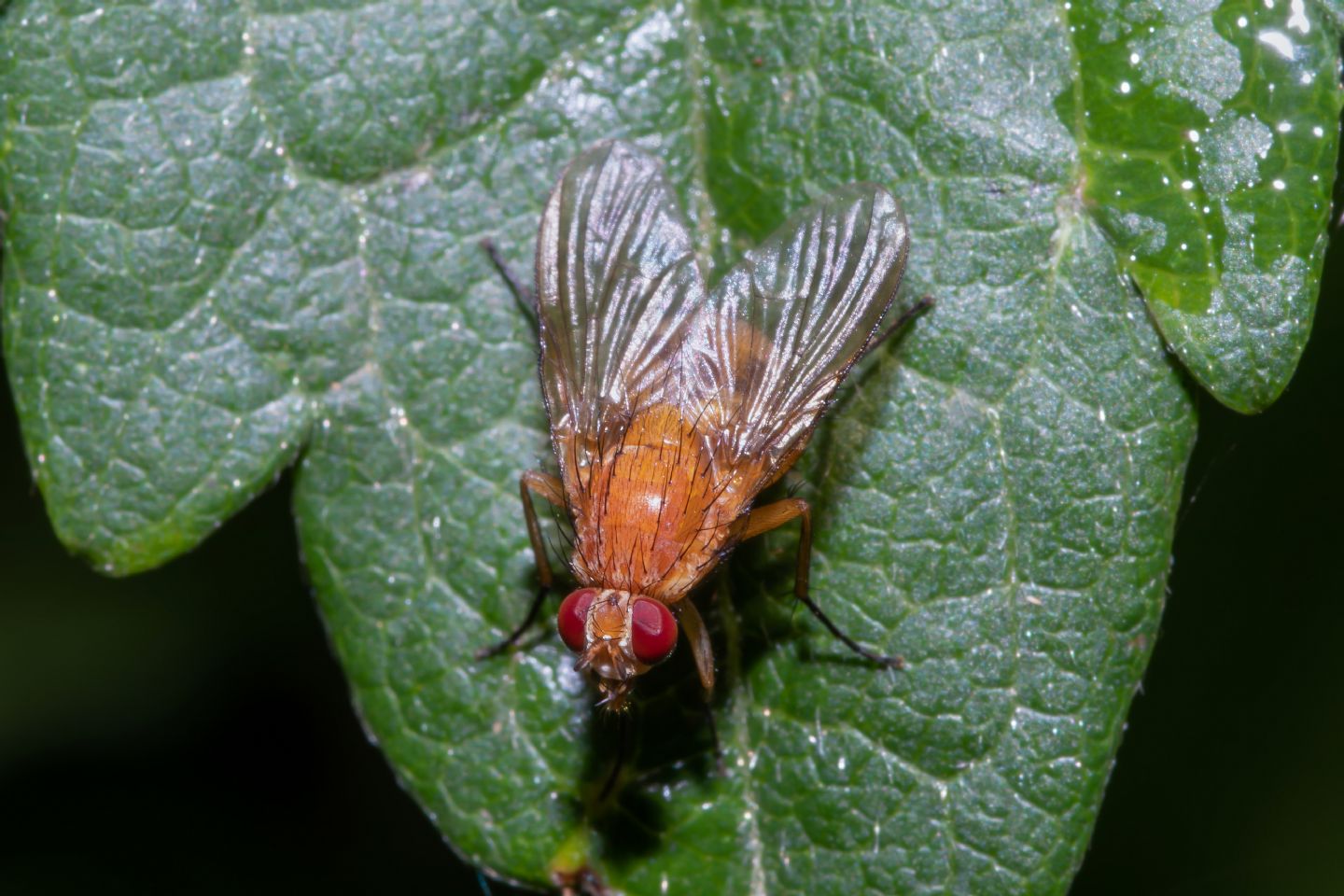 Anthomyiidae  - Pegomya sp. ?